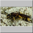 Tenthredo cf marginella~thomsoni - Blattwespe w01a.jpg